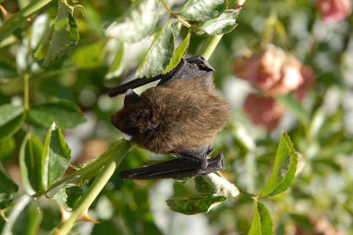 Pipistrello In Casa Porta Bene O Male