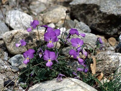 <em>Viola valderia</em> | G. Pallavicini