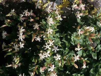 <em>Silene cordifolia</em> | G. Pallavicini