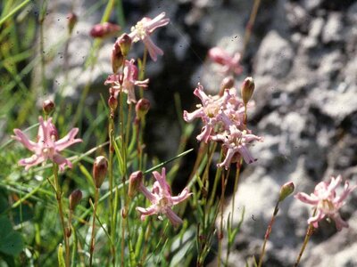 <em>Silene campanula</em> | G. Pallavicini
