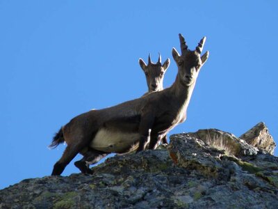 Una femmina di stambecco con il piccolo: gli stambecchi sono frequentatori abituali del rifugio Remondino | A. Rivelli - Archivio APAM