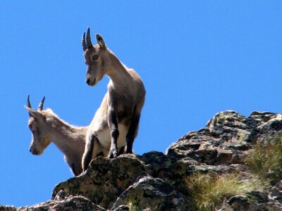 Gli stambecchi sono frequentatori abituali del rifugio Morelli | A. Rivelli - Archivio APAM