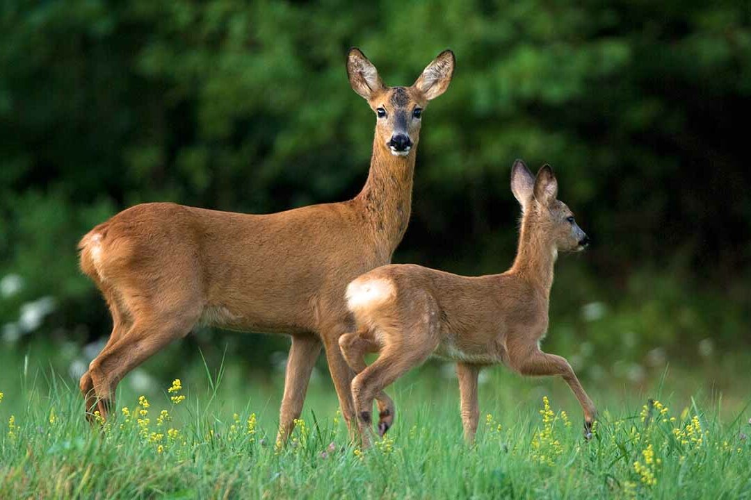 Capriolo